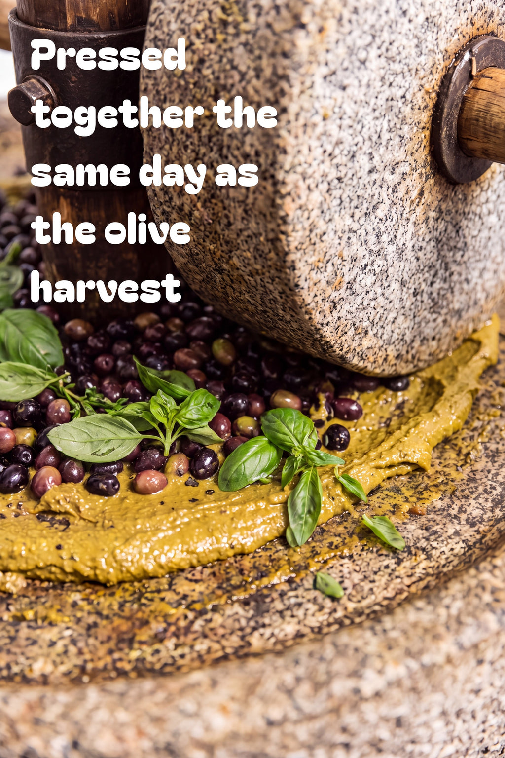 Basil Extra Virgin Olive Oil — 175ml Tin