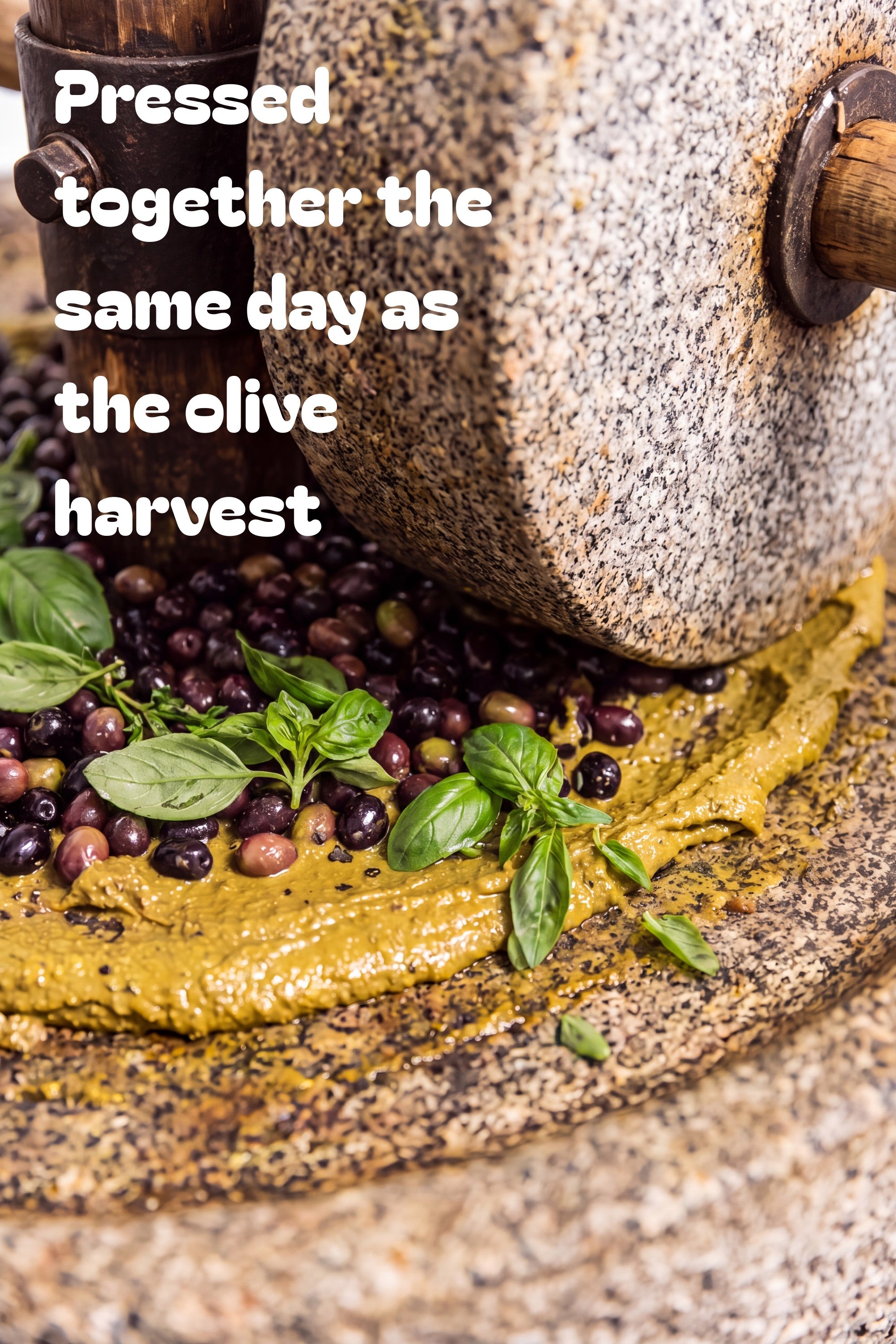 Basil Extra Virgin Olive Oil — 175ml Tin